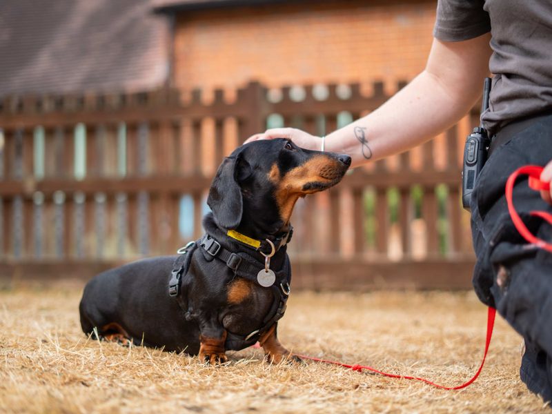Margarine | Dachshund (Miniature Smooth Haired) | Newbury (Berkshire) - 2
