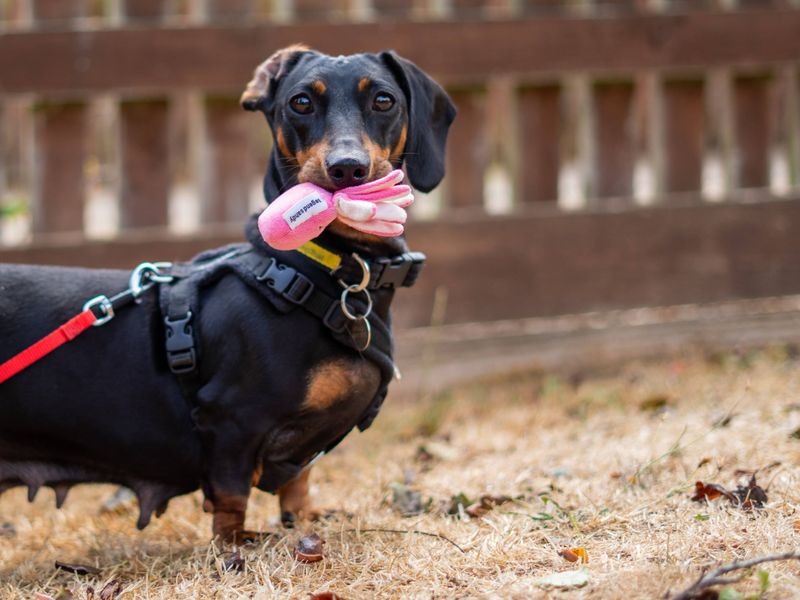 Margarine | Dachshund (Miniature Smooth Haired) | Newbury (Berkshire) - 3