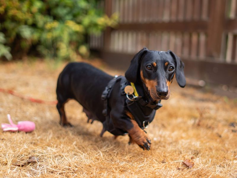 Margarine | Dachshund (Miniature Smooth Haired) | Newbury (Berkshire) - 5
