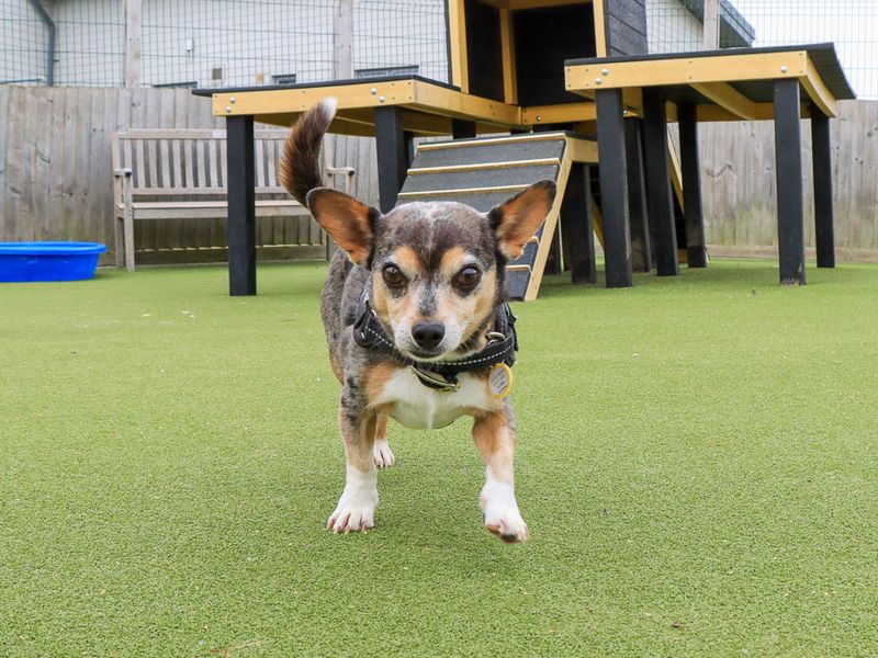 Corgi Dogs And Puppies For Adoption