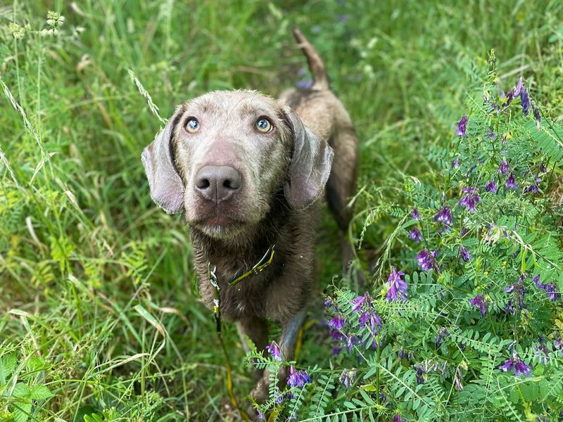 undefined | Retriever (Labrador) Cross | undefined - 1