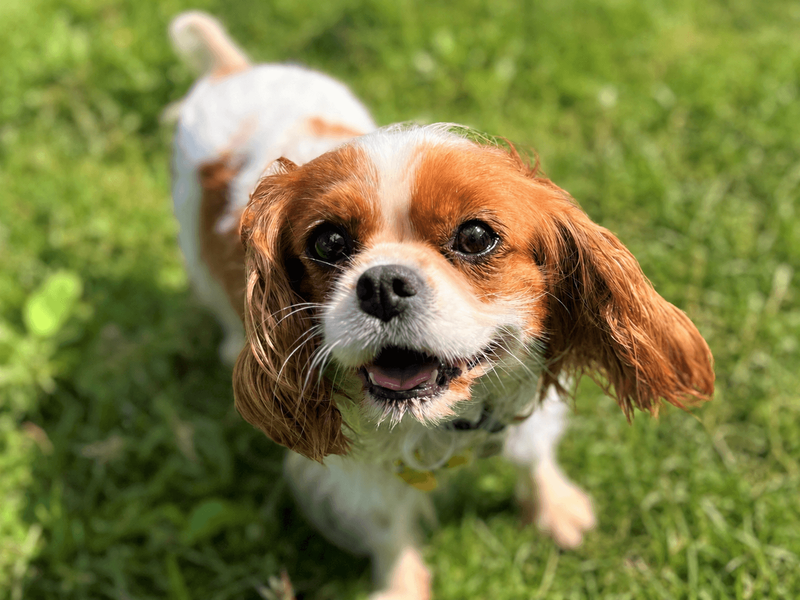 Cavalier King Charles Spaniel Dogs And Puppies For Adoption