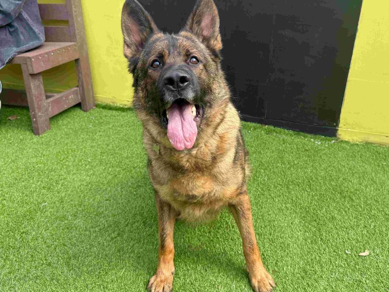 undefined | German Shepherd Dog | undefined - 4