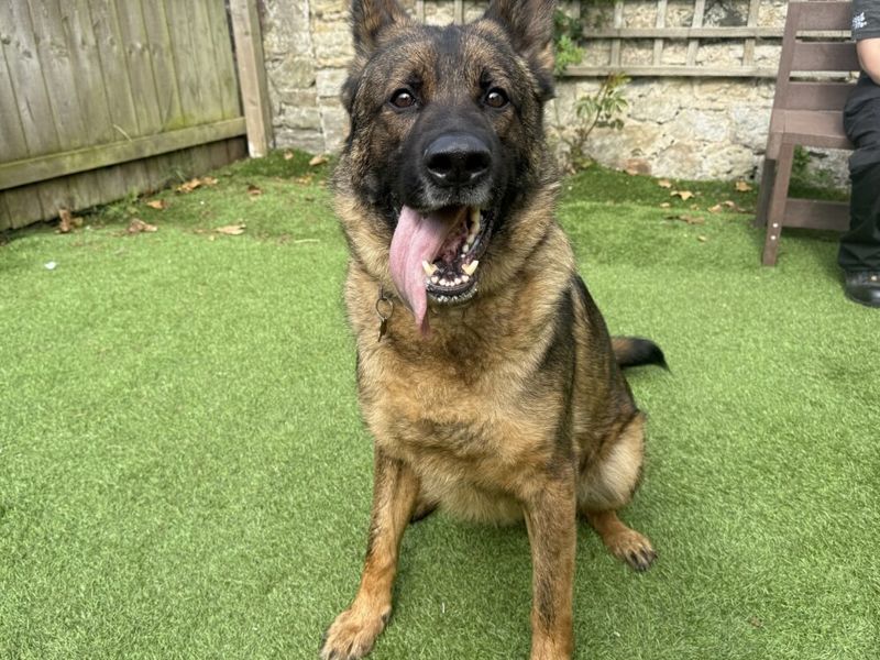 German Shepherd Dogs And Puppies For Adoption