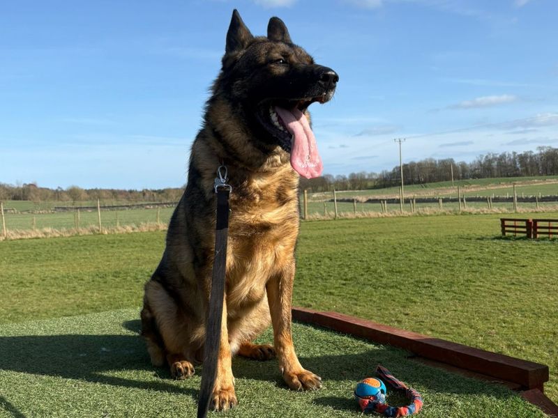 undefined | German Shepherd Dog | undefined - 2