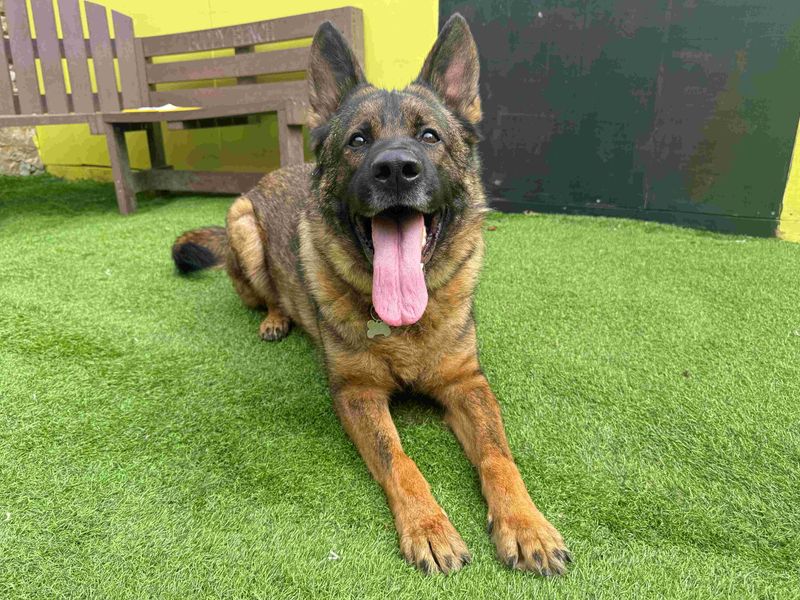 undefined | German Shepherd Dog | undefined - 3