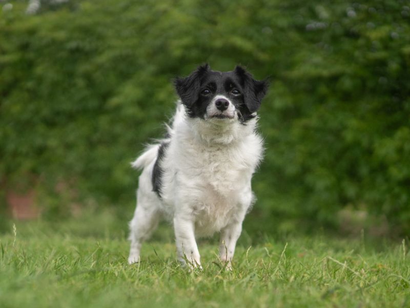 Minnie | Terrier (Jack Russell) Cross | Kenilworth (West Midlands) - 1