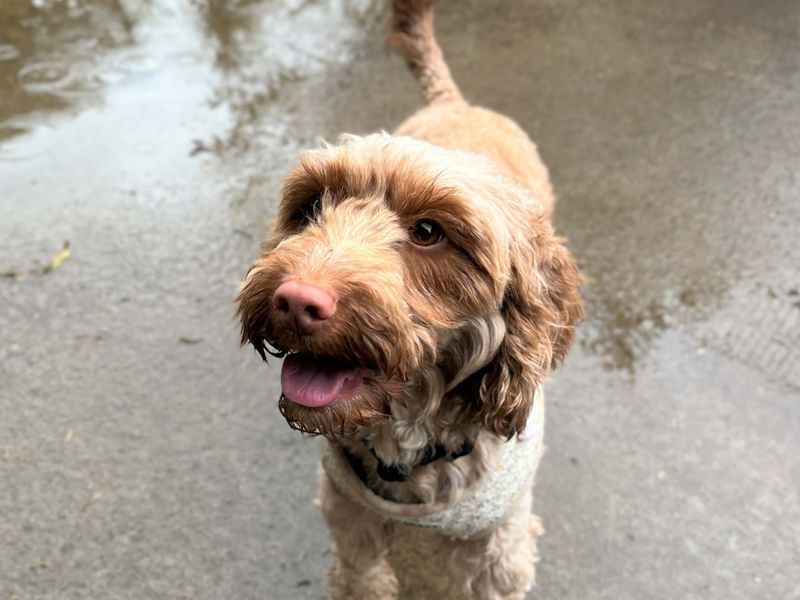 Ruby | Spaniel (Cocker) Cross | Bridgend (Wales) - 1