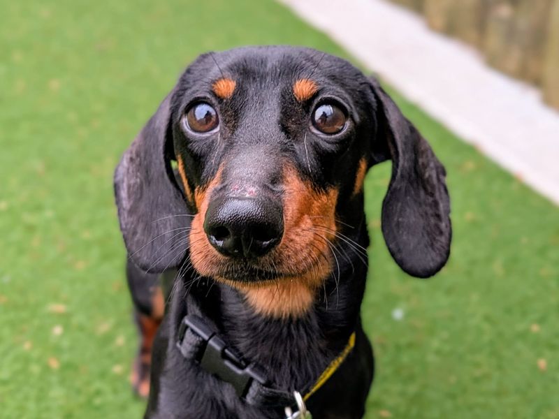 Tater | Dachshund (Kaninchen/Rabbit, Smooth Haired) | Cardiff - 1