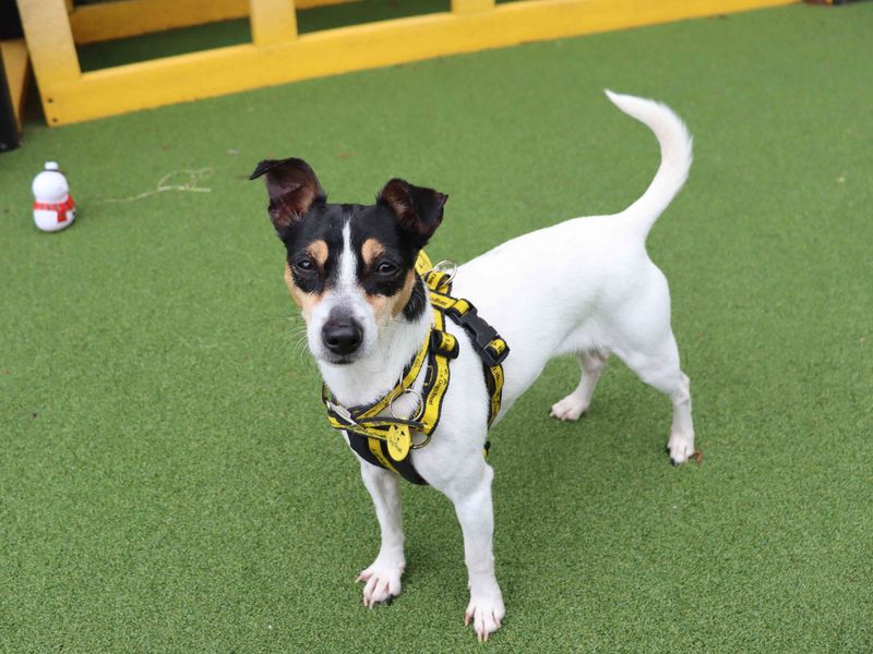 undefined | Terrier (Jack Russell) | undefined - 2