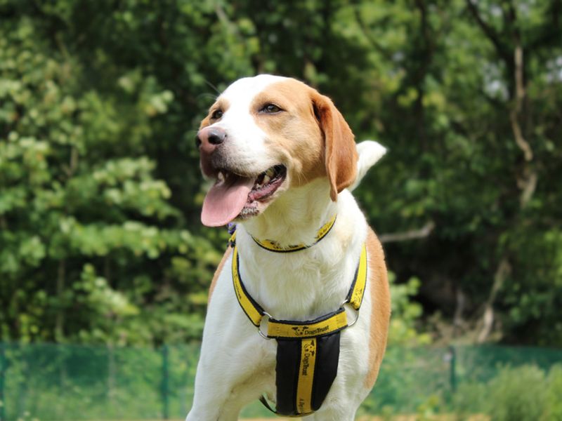 undefined | Beagle Cross | undefined - 3