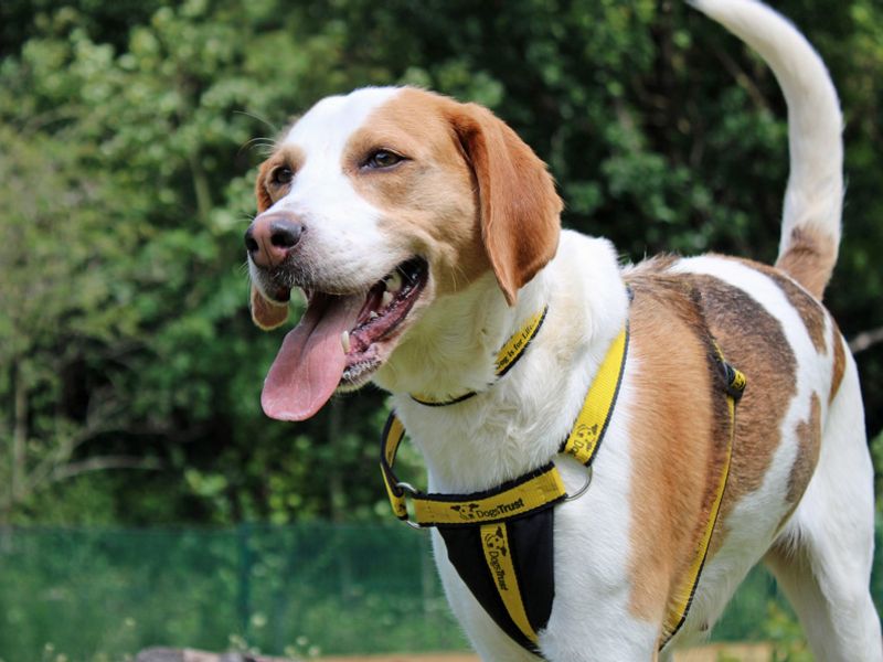 undefined | Beagle Cross | undefined - 1