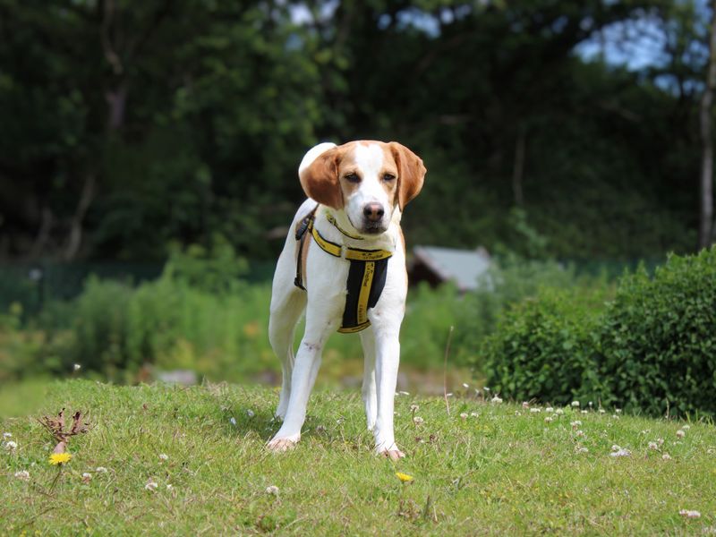 undefined | Beagle Cross | undefined - 4