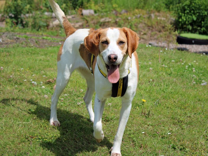 undefined | Beagle Cross | undefined - 2