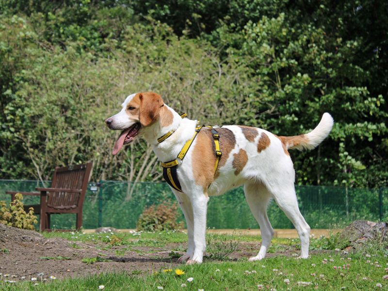 undefined | Beagle Cross | undefined - 5