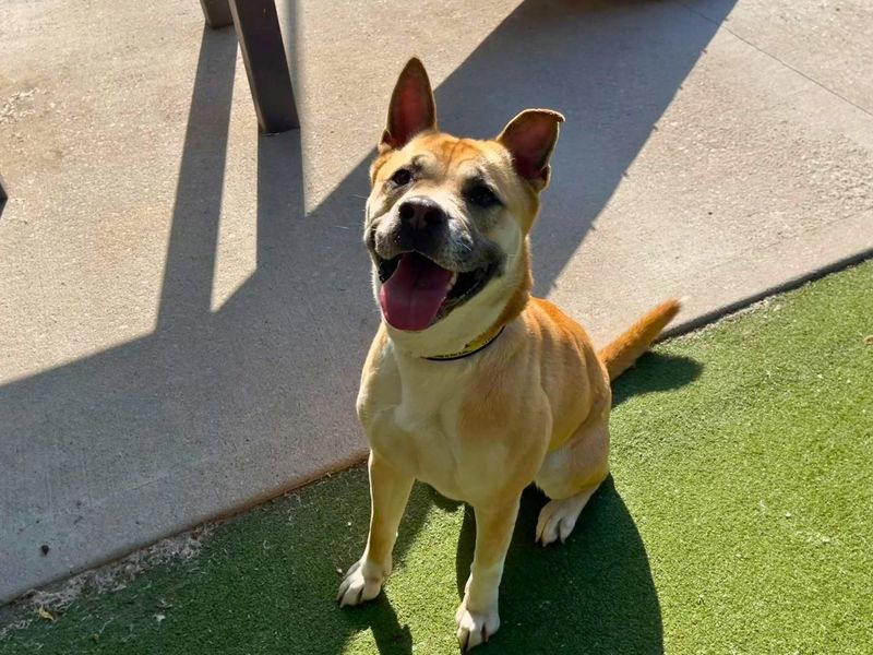 undefined | Akita Cross | undefined - 5