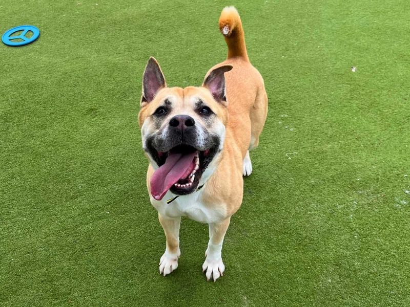 undefined | Akita Cross | undefined - 7