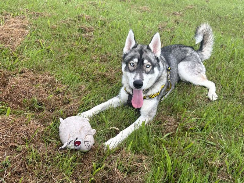 undefined | Siberian Husky | undefined - 2