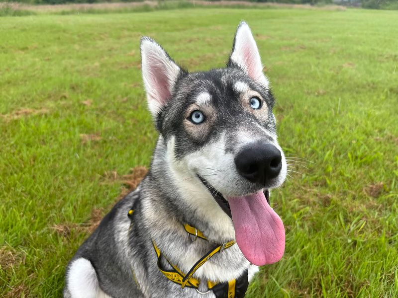 undefined | Siberian Husky | undefined - 4