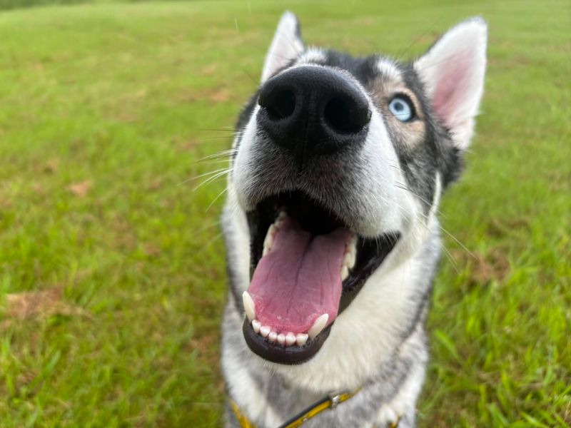 undefined | Siberian Husky | undefined - 3
