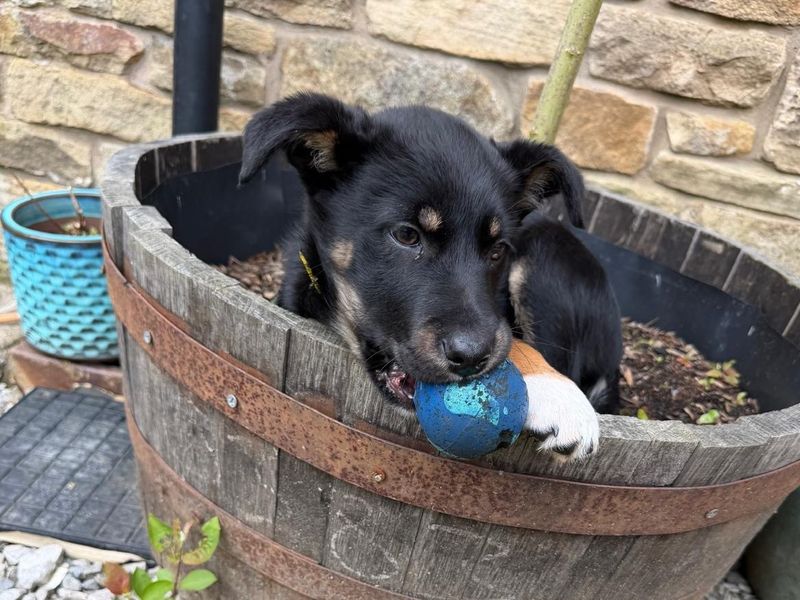 Border Collie Dogs And Puppies For Adoption