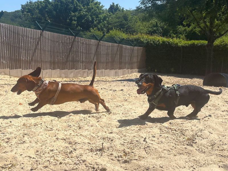 undefined | Dachshund (Smooth Haired) | undefined - 2