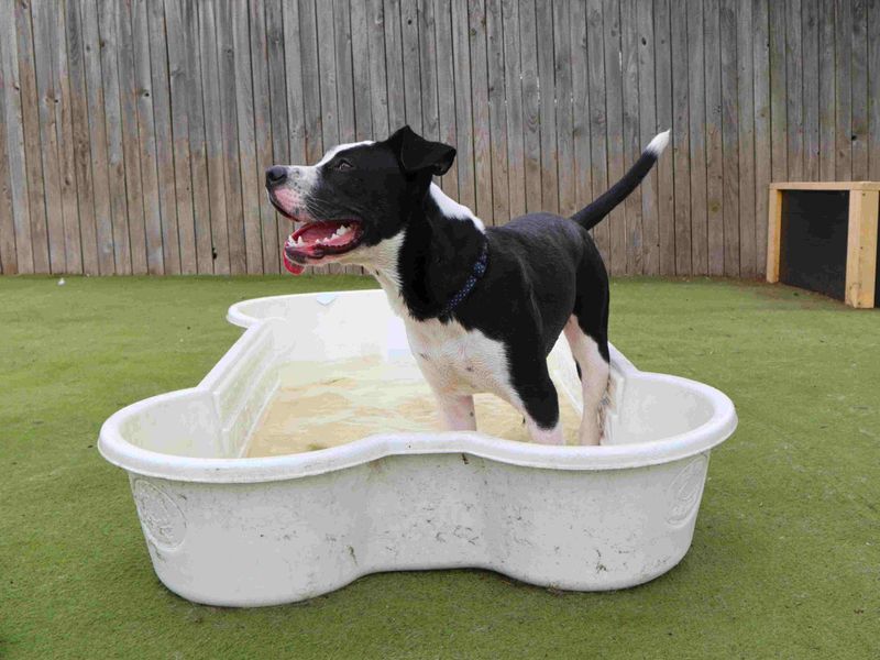 undefined | Italian Corso Dog Cross | undefined - 4