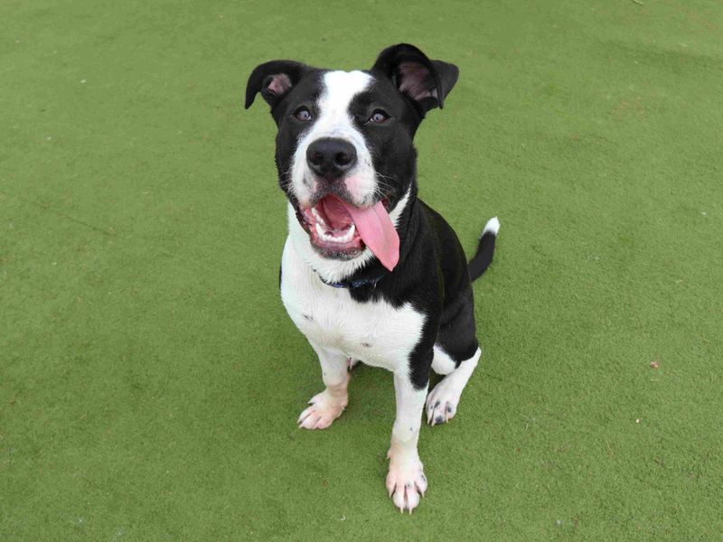 undefined | Italian Corso Dog Cross | undefined - 2