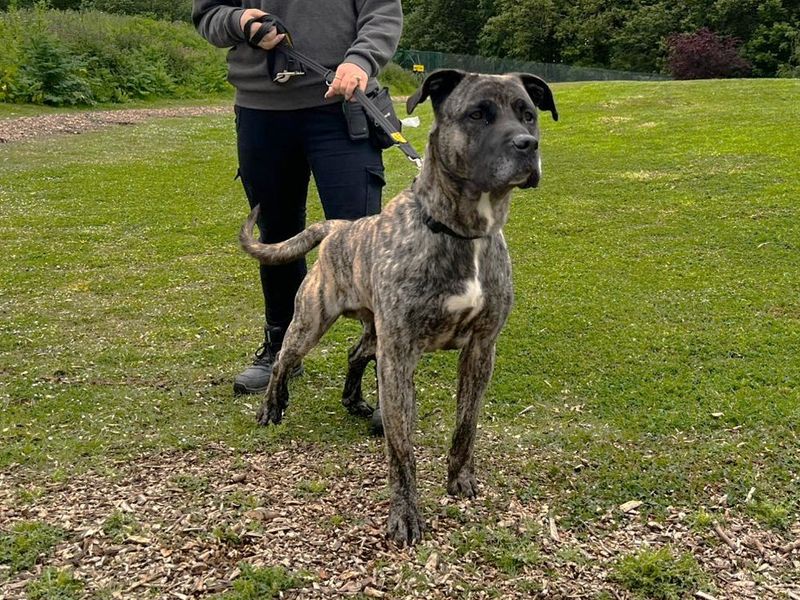 Sully | Mastiff Cross | Canterbury - 1