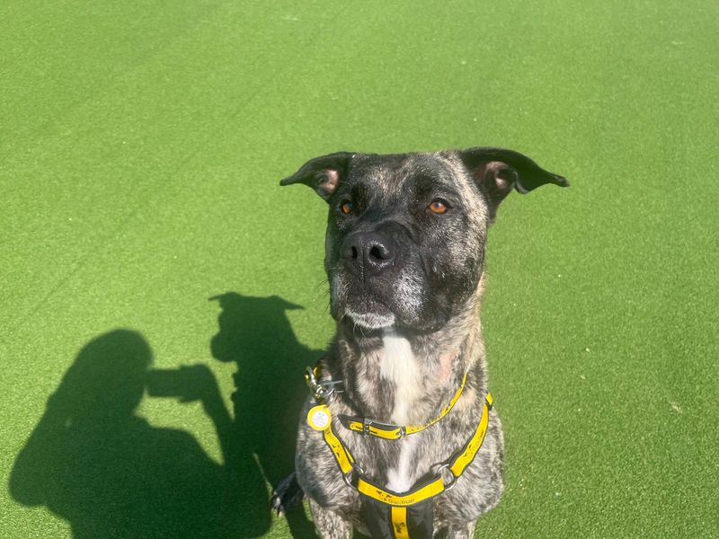 Sully | Mastiff Cross | Canterbury - 5