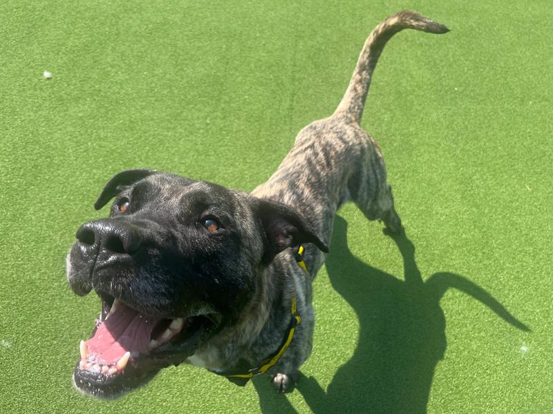 Sully | Mastiff Cross | Canterbury - 4