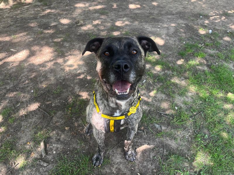 Sully | Mastiff Cross | Canterbury - 6