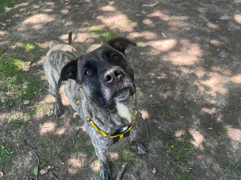 Sully | Mastiff Cross | Canterbury - 1