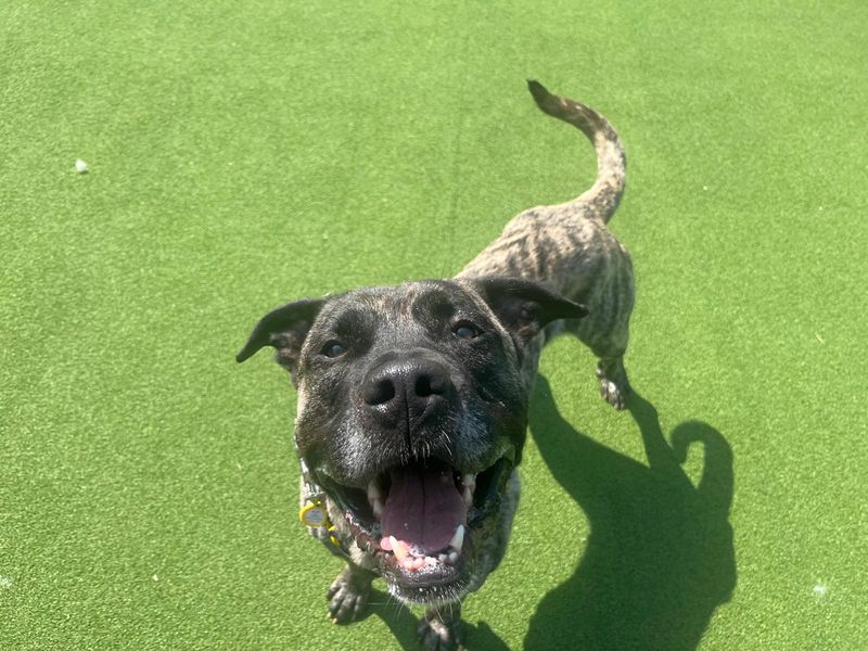 Sully | Mastiff Cross | Canterbury - 3