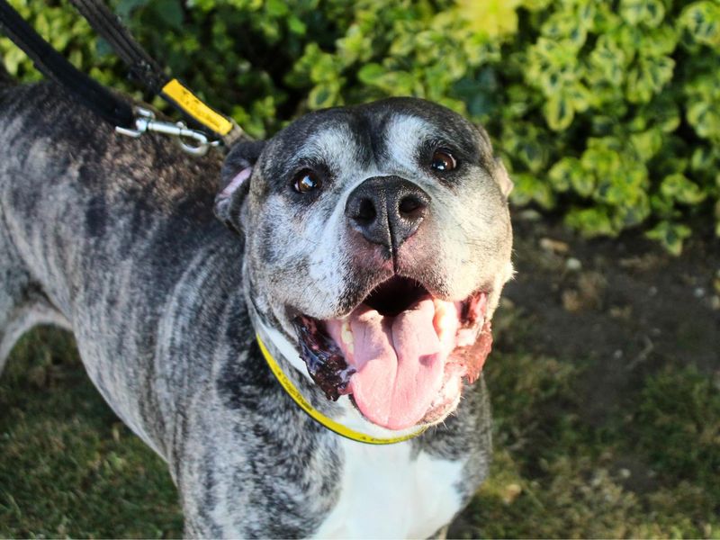 undefined | American Bulldog | undefined - 4