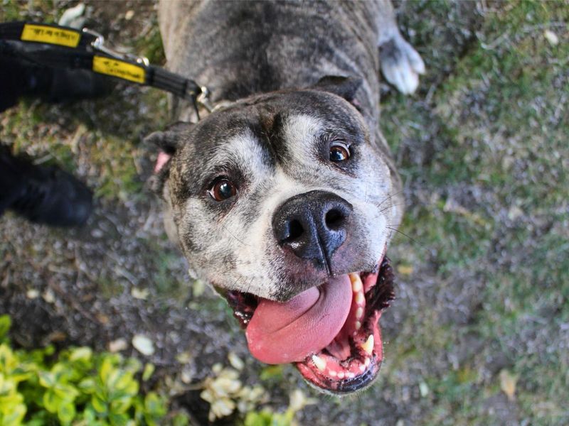 undefined | American Bulldog | undefined - 2