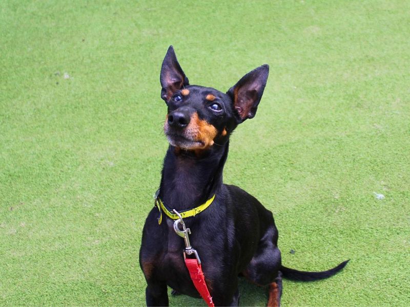 George | Pinscher (Miniature) Cross | Manchester - 2