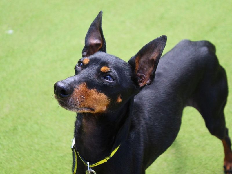 George | Pinscher (Miniature) Cross | Manchester - 4