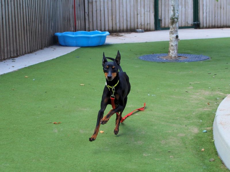 George | Pinscher (Miniature) Cross | Manchester - 5