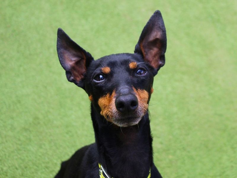 George | Pinscher (Miniature) Cross | Manchester - 3