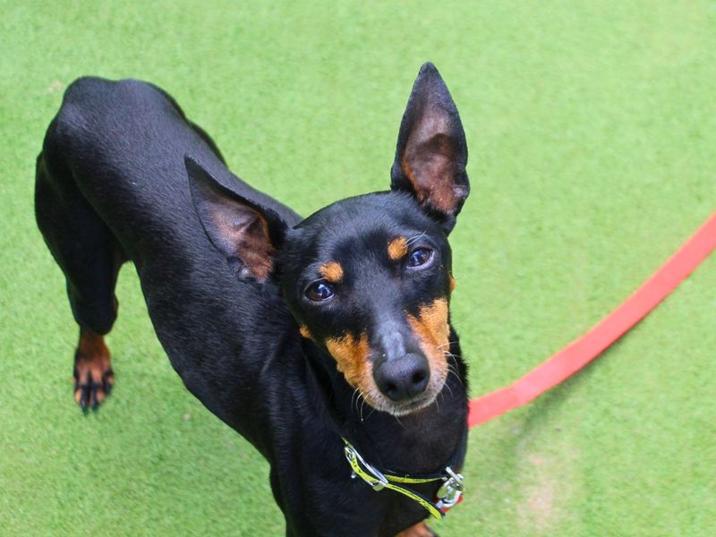 George | Pinscher (Miniature) Cross | Manchester - 7