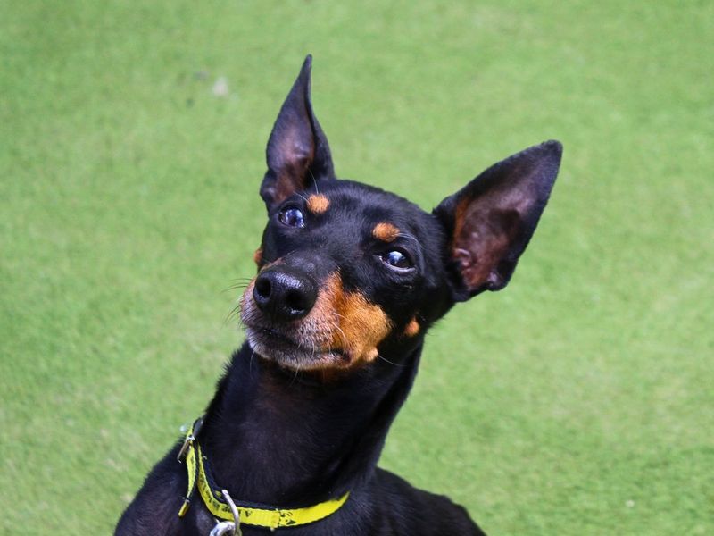 George | Pinscher (Miniature) Cross | Manchester - 1