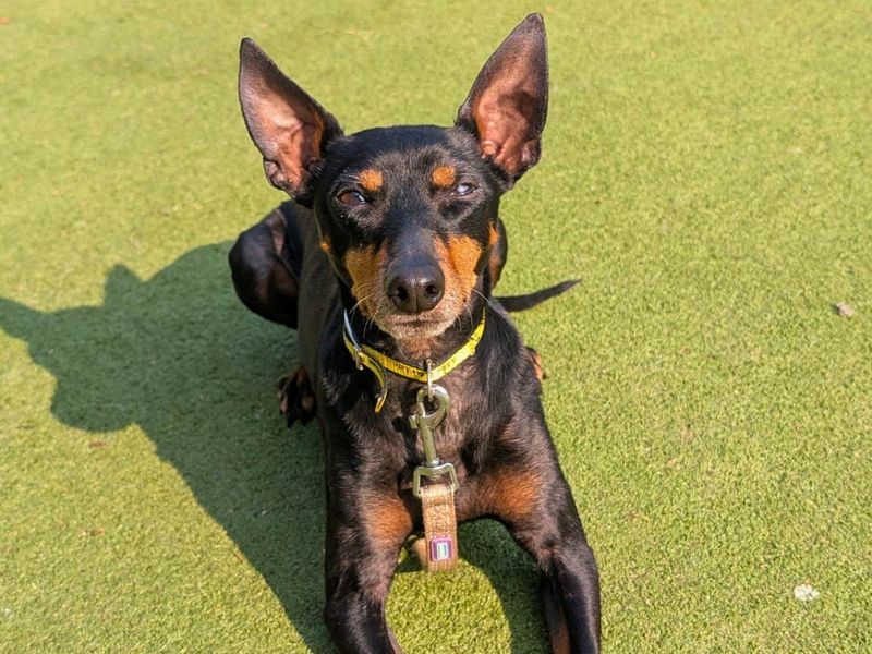 George | Pinscher (Miniature) Cross | Manchester - 6