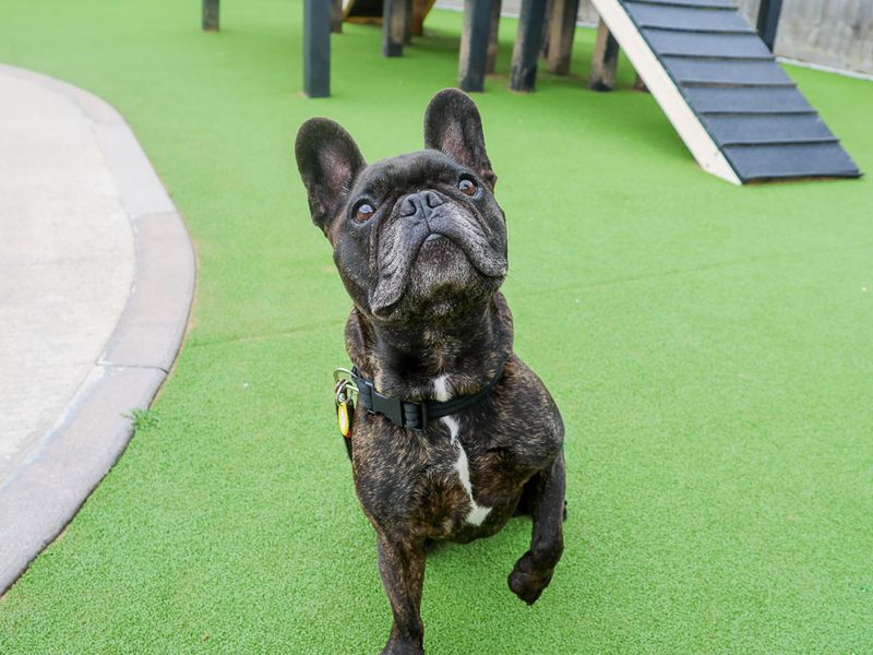 undefined | French Bulldog | undefined - 4