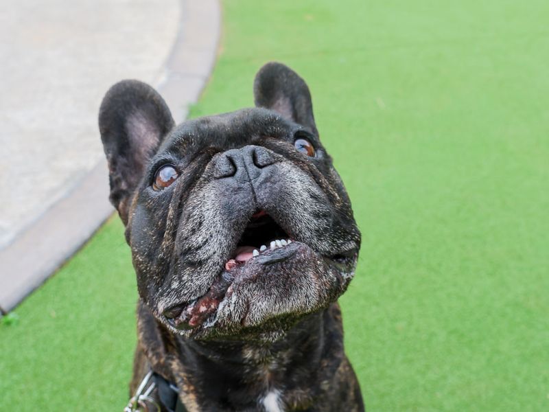undefined | French Bulldog | undefined - 1