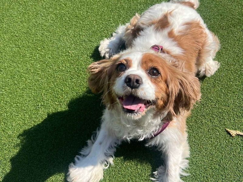 Millie - Image 5 of 6