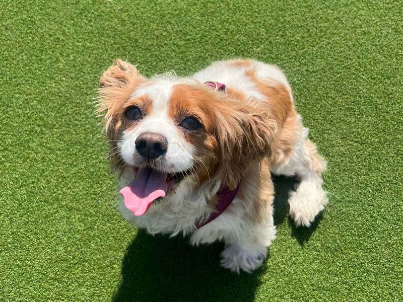 Millie - Image 4 of 6