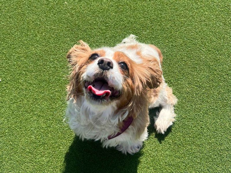 Millie - Image 6 of 6