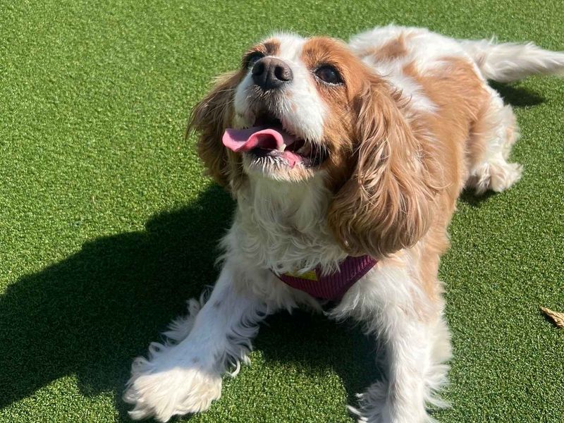 Cavalier King Charles Spaniel Dogs And Puppies For Adoption