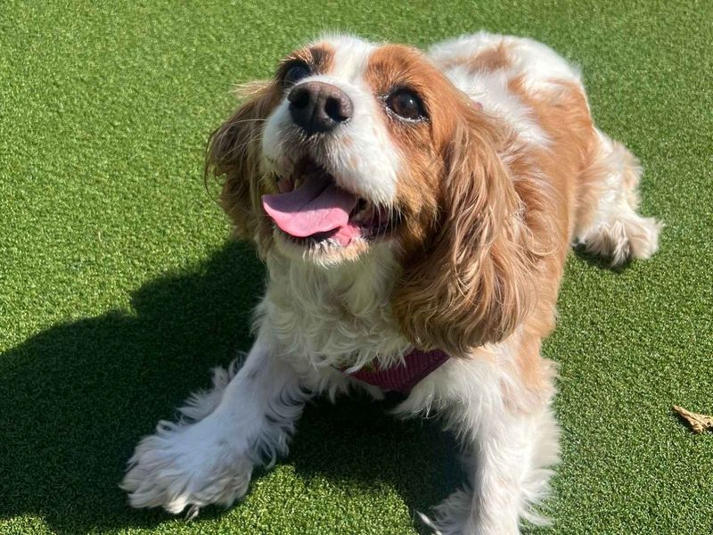 Millie - Image 2 of 6